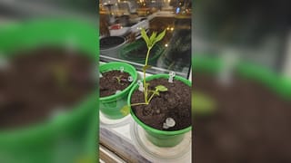Первые всходы: два конкурента на одном подоконнике
