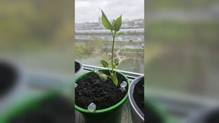 Пока один зелёный, другой уже определился с цветом