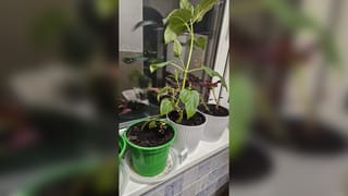Ночная смена на подоконнике