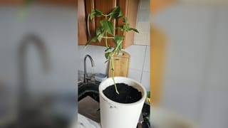 Пересадка на кухне, потому что подоконник закончился