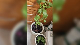 Растения захватывают мебель за пределами подоконника
